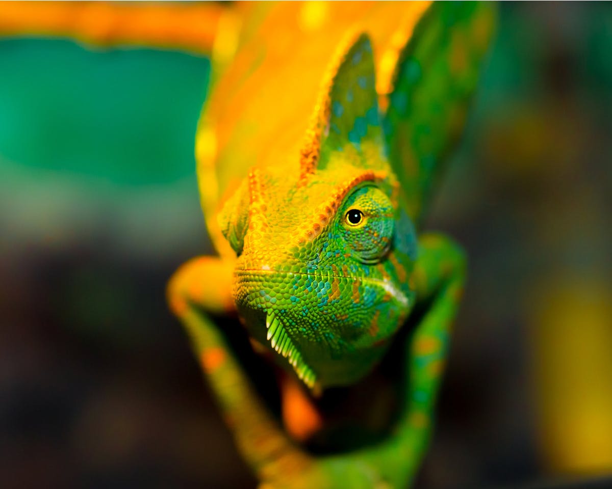 Collegereeks Veranderkunde