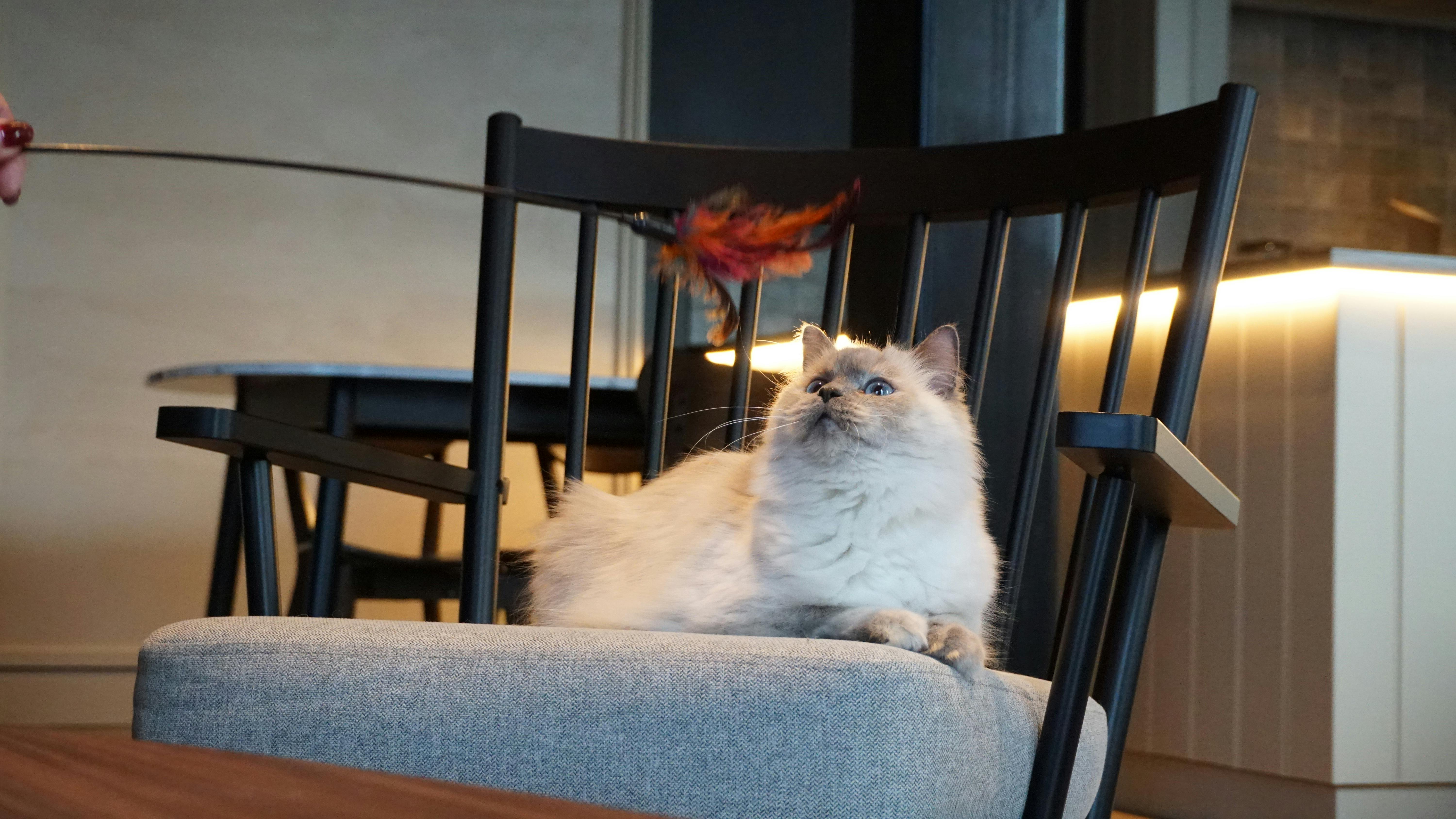 Kat in het Kattencafé Cattuccino