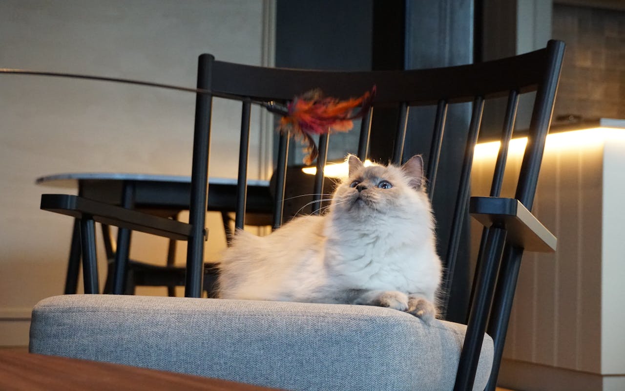 Kat in het Kattencafé Cattuccino