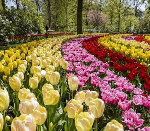 Keukenhof