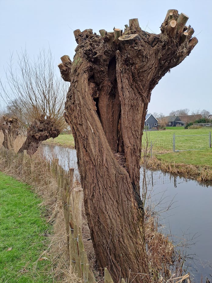 Knotwilg