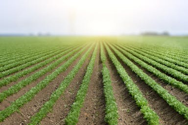 Sfeerafbeelding Verruiming lijst van wintergewassen goed nieuws voor de VIGEF