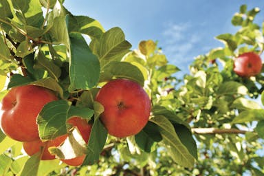 Sfeerafbeelding Gezondheid