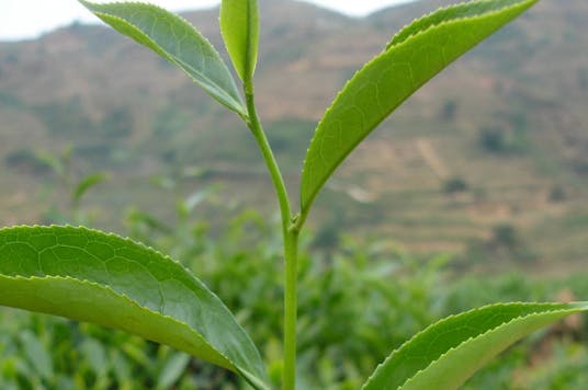 Theestruik blad plant