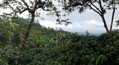 Sfeerafbeelding Reisverslag: Koffiehandelaar bezoekt plantages Honduras