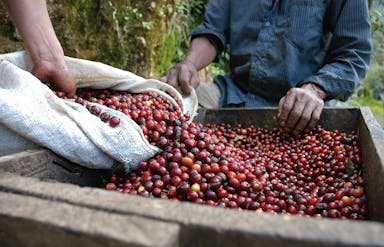 Sfeerafbeelding Single Origin koffie of een melange: het is een kwestie van smaak