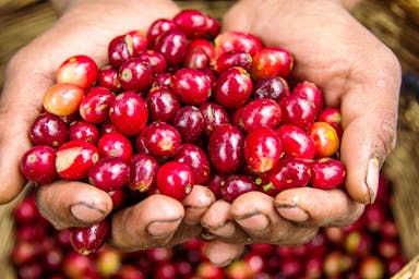 Sfeerafbeelding Duurzame koffie is meer dan certificering alleen