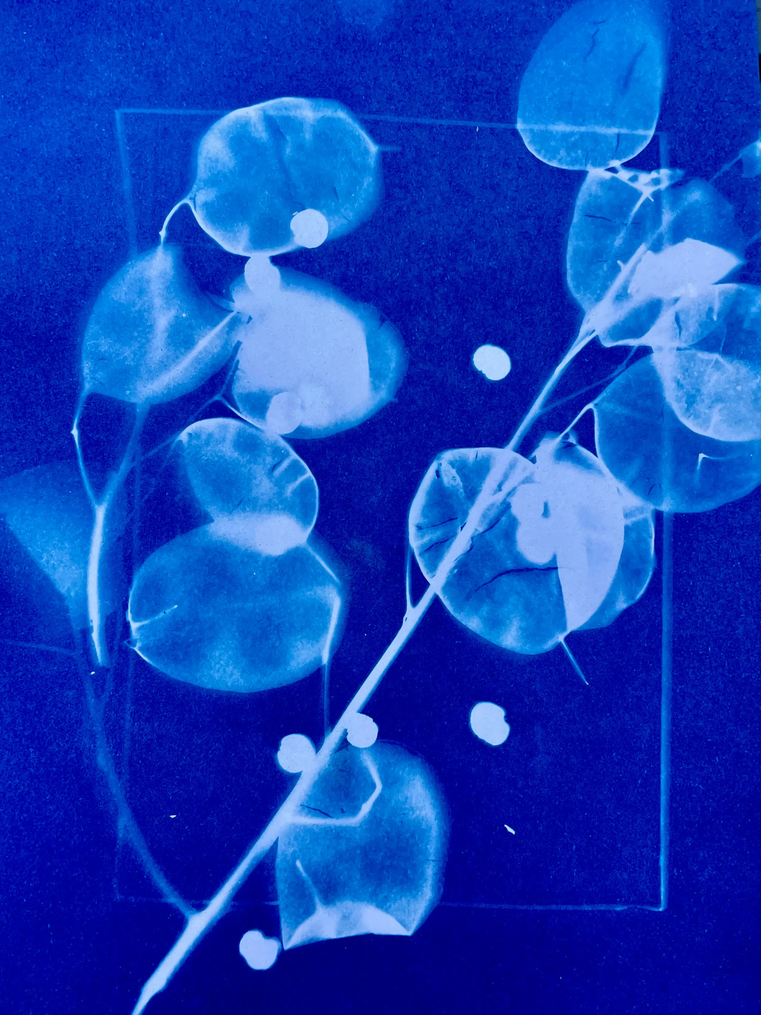 Cyanotype