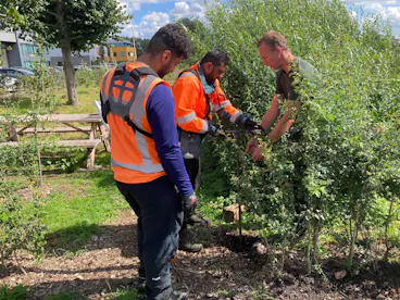 Drie mannen snoeien struiken in een tuin.