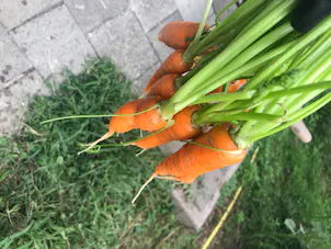 Vers geoogste bos wortelen met loof