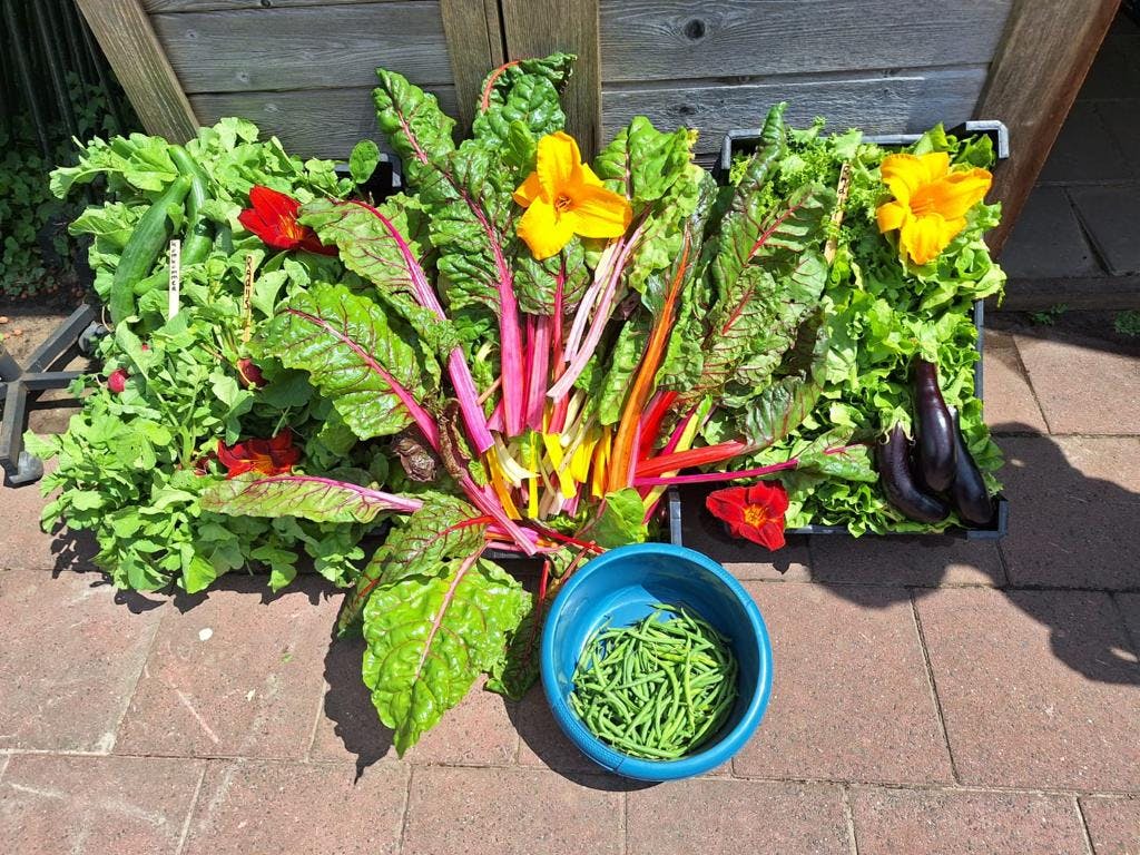 Opbrengst groente uit onze moestuin