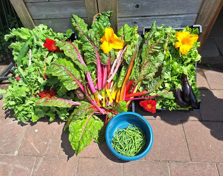 Groente uit moestuin Rijnvicus