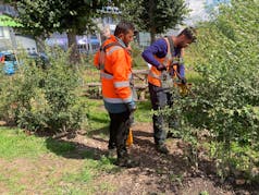 Twee mannen snoeien struiken in een park.