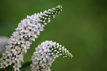 Milieu