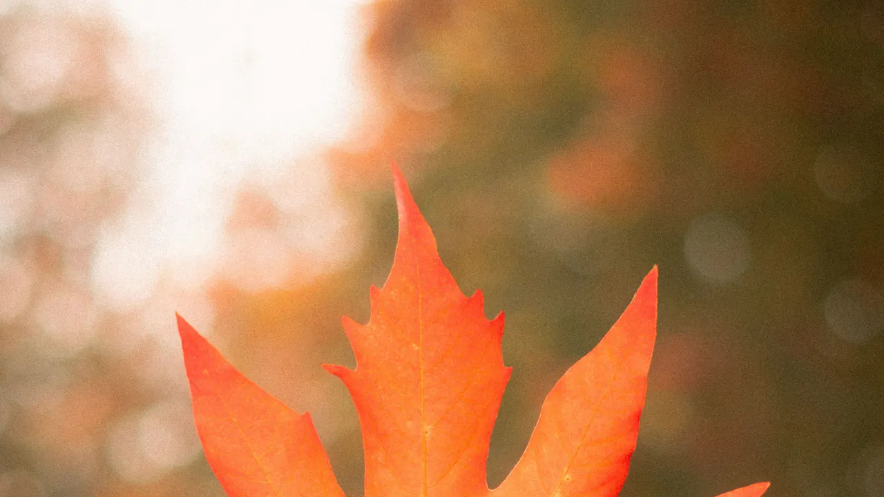 Een herfstdip voorkomen: wat kun je er samen aan doen?