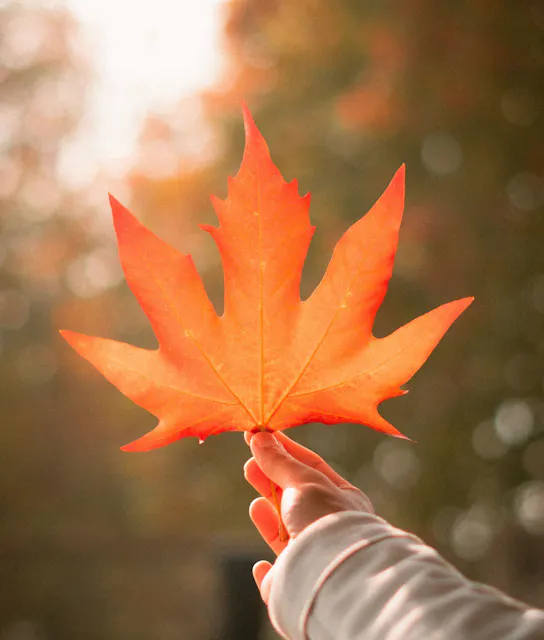 Een herfstdip voorkomen: wat kun je er samen aan doen?