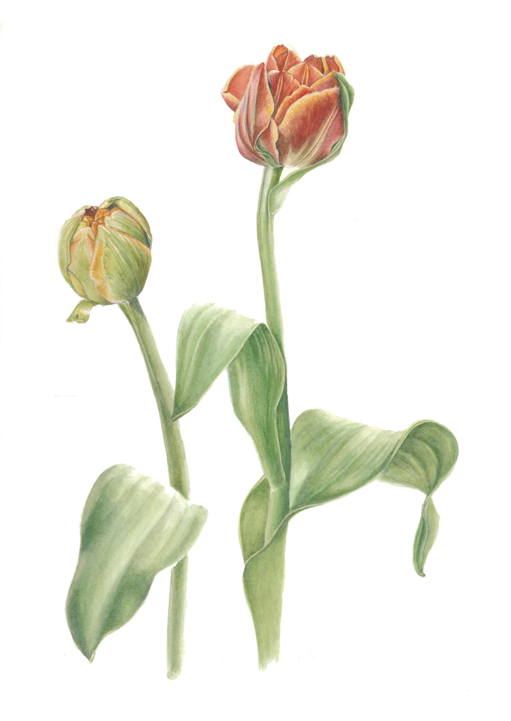 Eline Hoogendijk - Docent Botanisch Tekenen