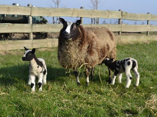 Voorjaar op z'n best