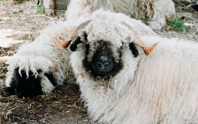 Voorjaar op z'n best