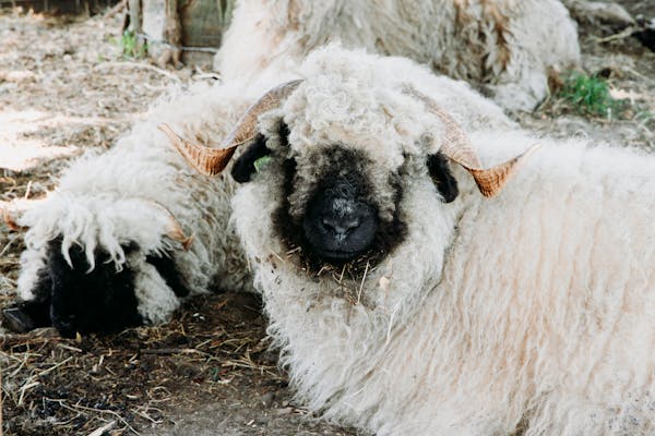 Voorjaar op z'n best