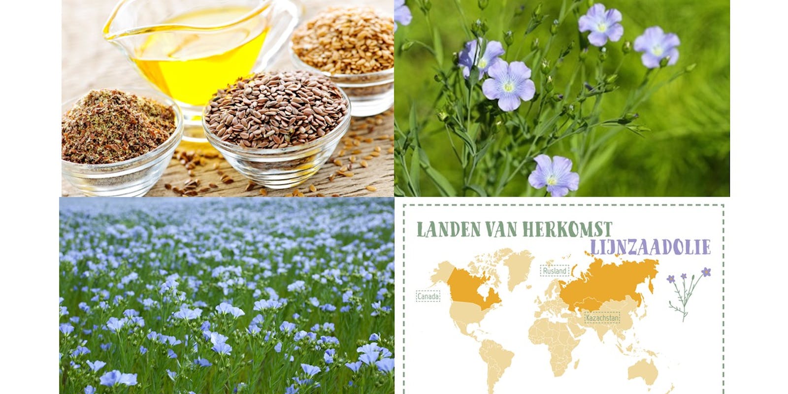 Meer bewijs voor positieve effecten van alfa-linoleenzuur