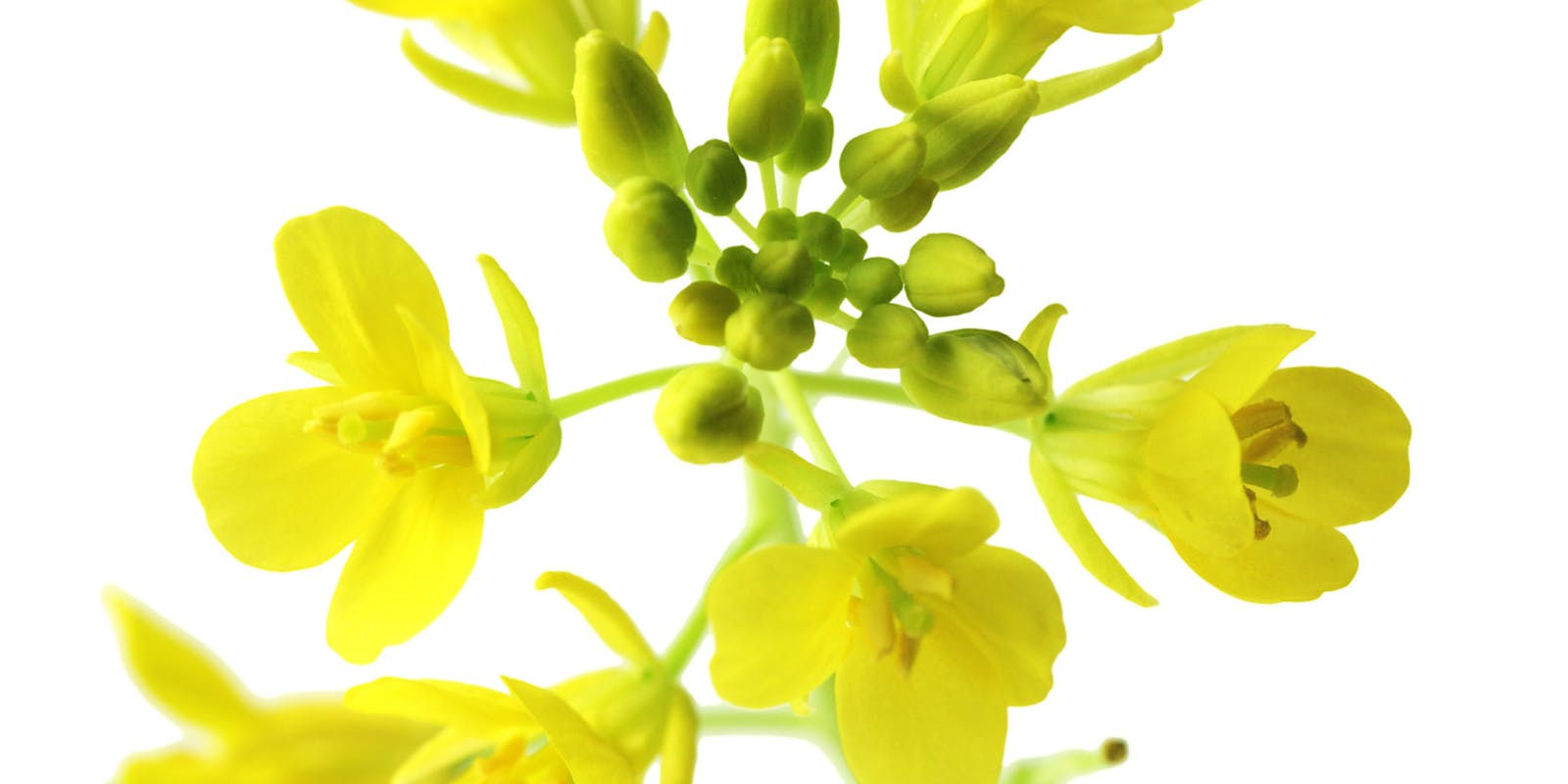 Canadese goedkeuring voor met DHA-verrijkte koolzaadolie