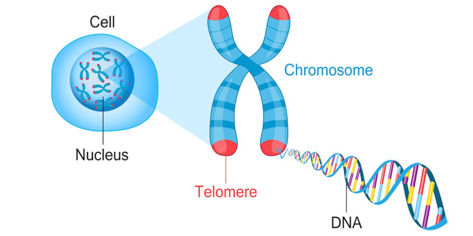 Het effect van vetten op veroudering: resultaten van een Mendeliaanse randomisatie studie