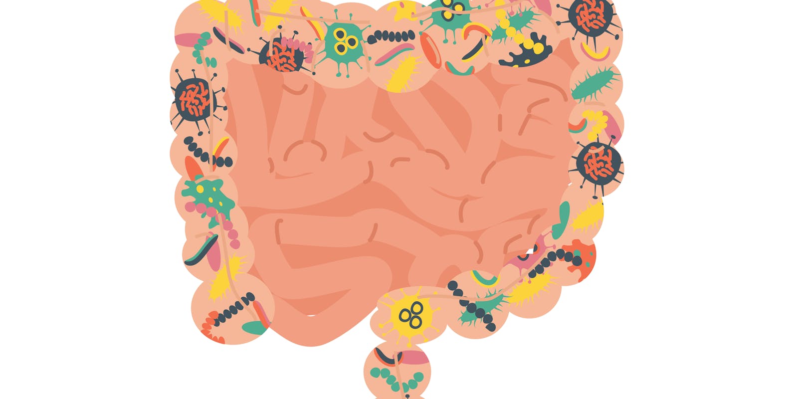 Hoog onverzadigde oliën en vooral ALA beïnvloeden de darmflora gunstig