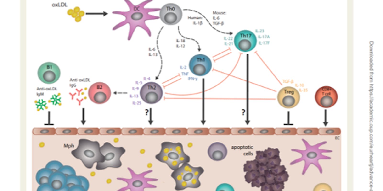 LDL-cholesterol als risicofactor voor atherosclerose