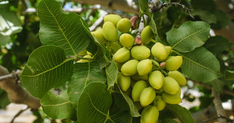 Pistacheolie