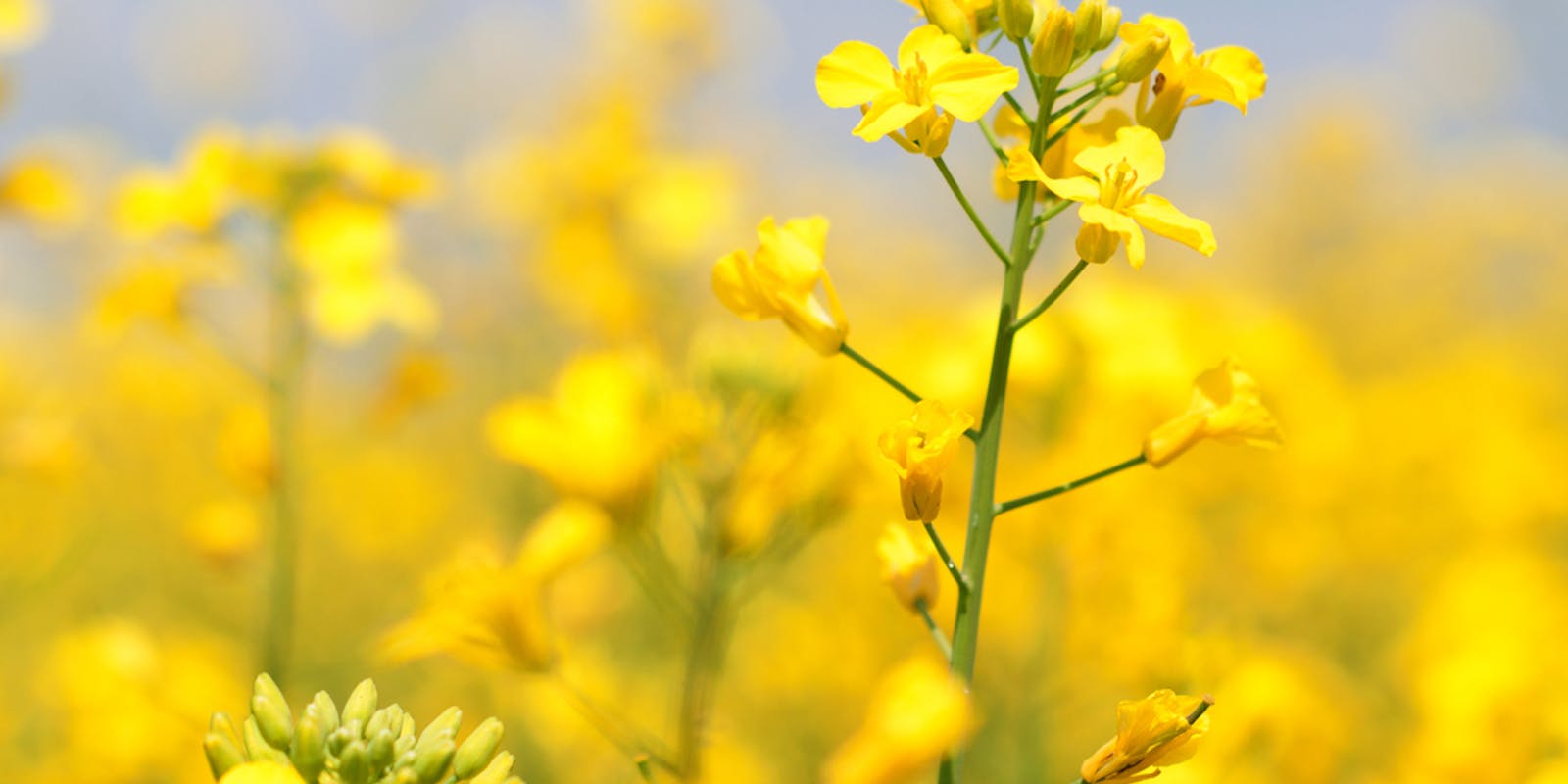 Koolzaadolie / Raapzaadolie