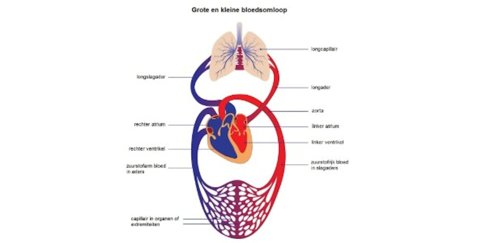 Vetzuren en het risico op hart- en vaatziekten