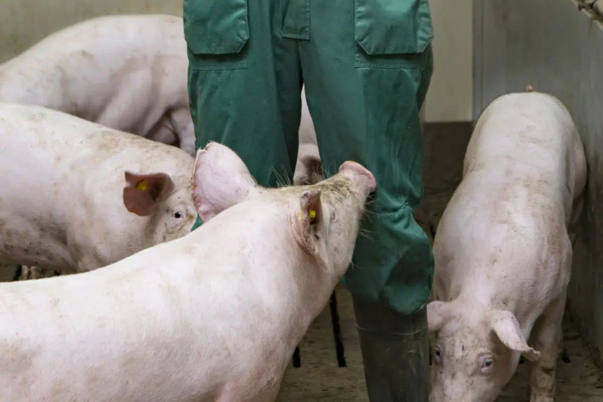 Good Farming Star: ketenaanpak voor beter dierenwelzijn en transparantie in de varkensketen