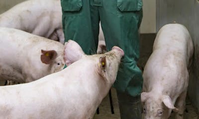 Good Farming Star: ketenaanpak voor beter dierenwelzijn en transparantie in de varkensketen