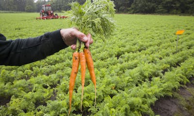 Unilever en Ardo bundelen krachten met ketenpartners voor regeneratieve landbouw in Nederland