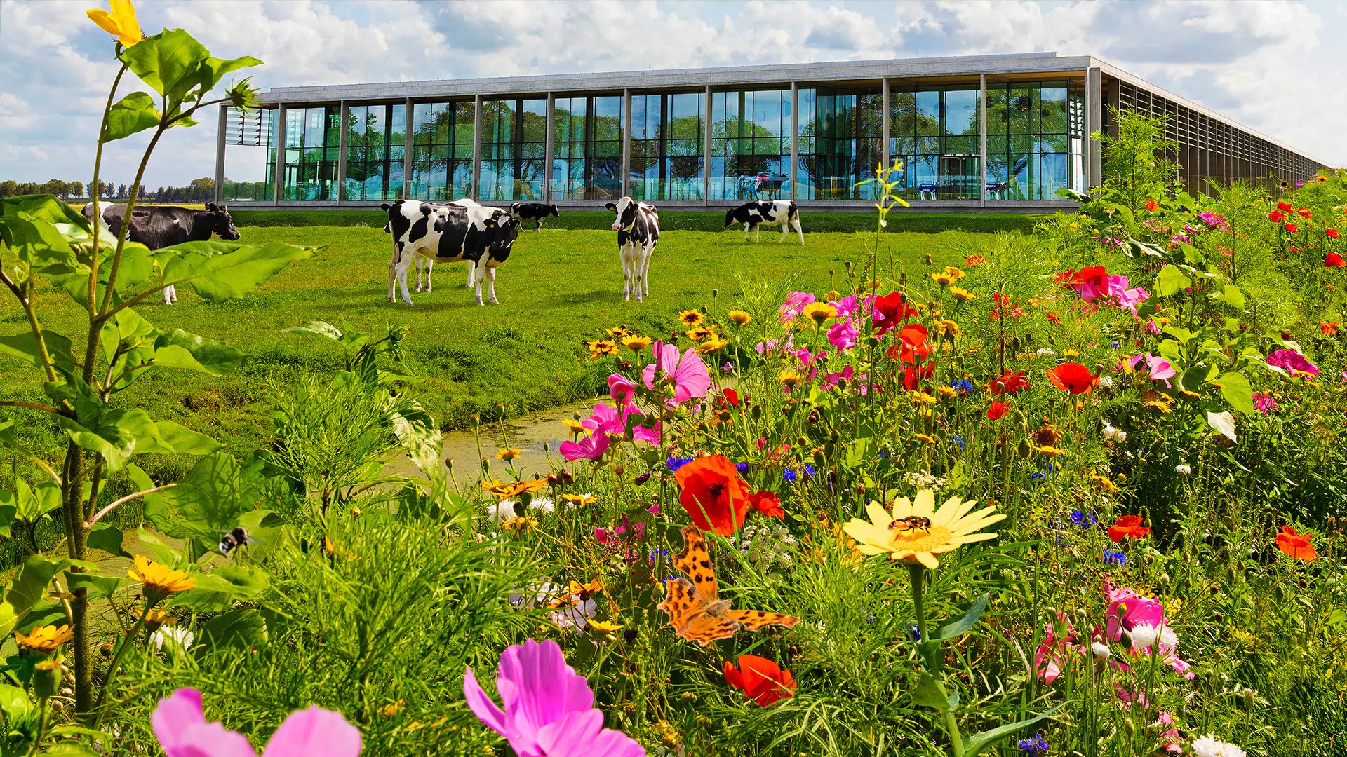 Caring Dairy: verduurzamen van koe tot kaas