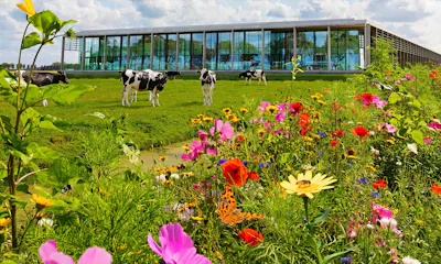 Caring Dairy: verduurzamen van koe tot kaas